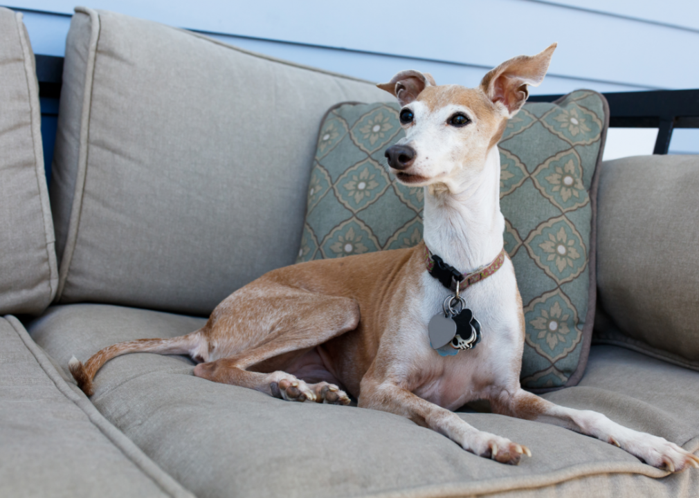 #20. Italian greyhound